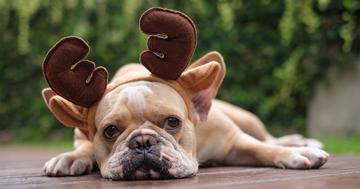A French bulldog wearing a pair of moose antlers on its head.