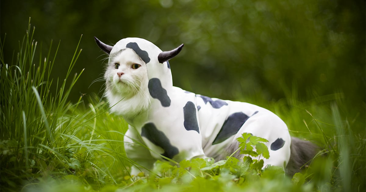 A white cat wearing a cow costume while standing outside.