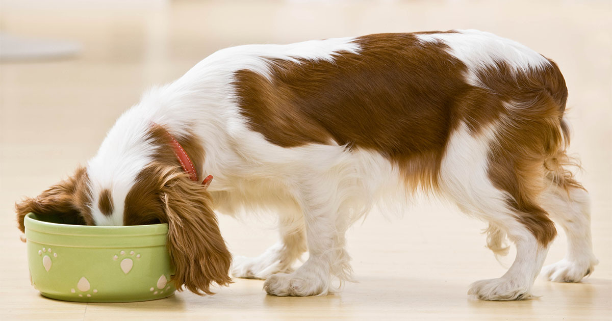 Dog Eating Out of Food Bowl | Diamond Pet Foods