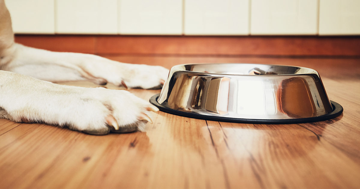 A close-up of dog paws in front of a metal dog bowl.