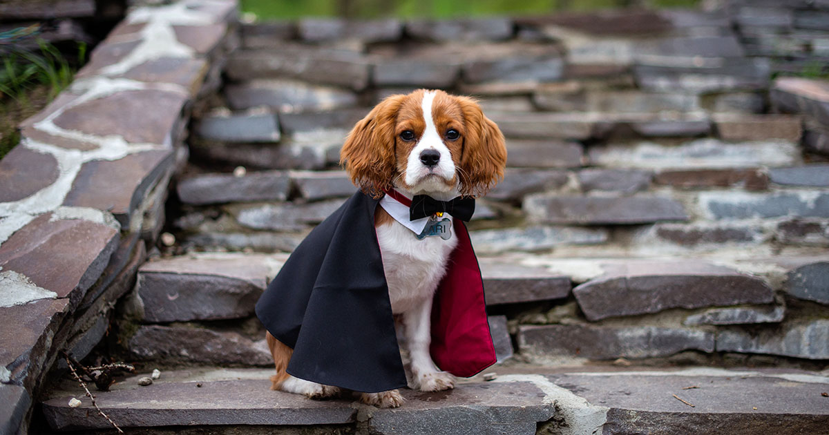 A small dog wearing a bow tie and cape as a costume.
