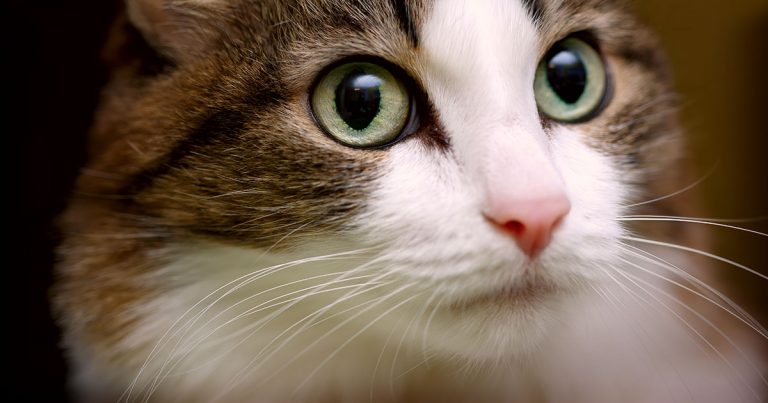 A close-up of a young cat's face.