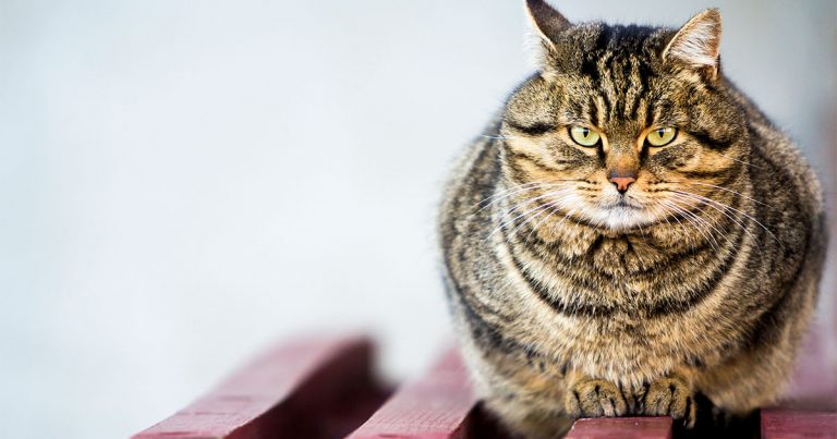 Cat Body Fat Graphic | Diamond Pet Foods