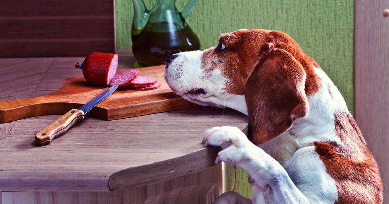 Curbing Dog Counter Surfing Graphic | Diamond Pet Foods