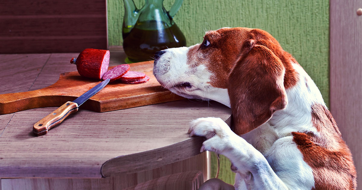 Curbing Dog Counter Surfing Graphic | Diamond Pet Foods