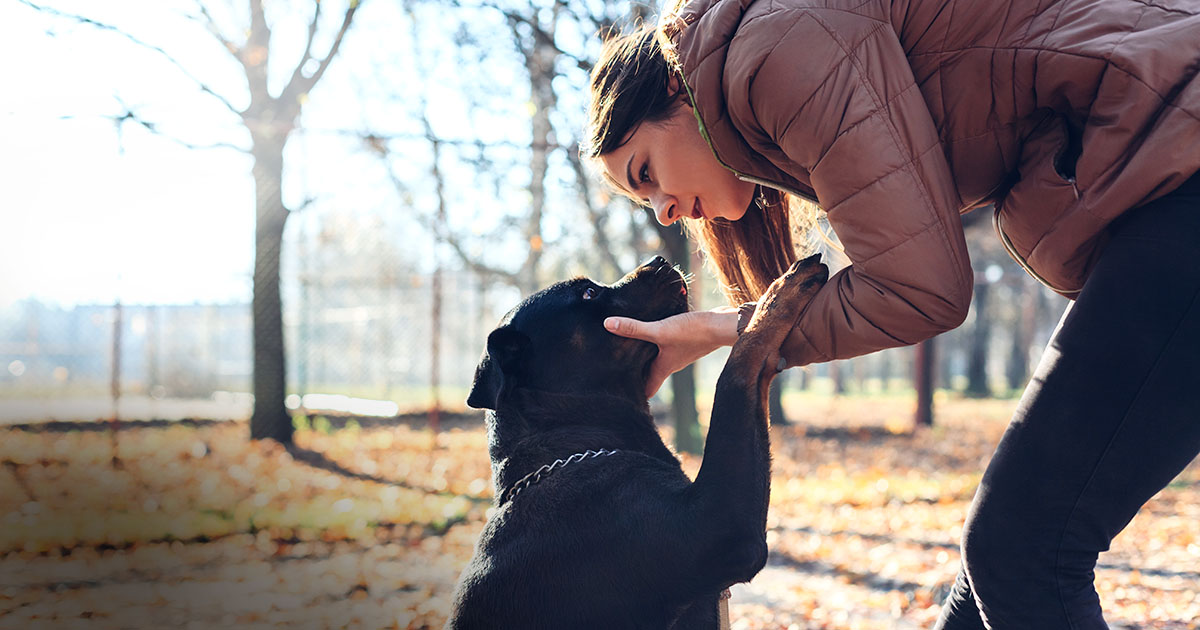 Rescue Me Common Health Problems Graphic | Diamond Pet Foods