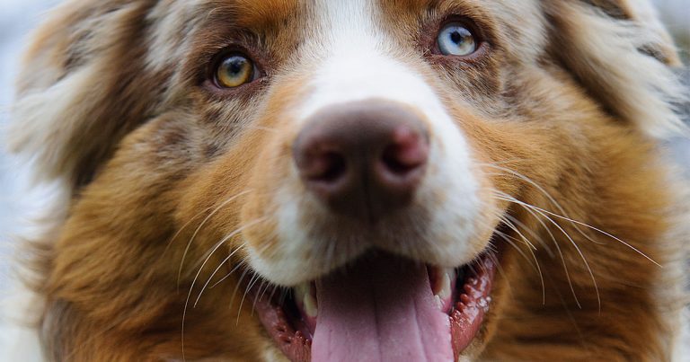 Dog with Tongue Out | Diamond Pet Foods