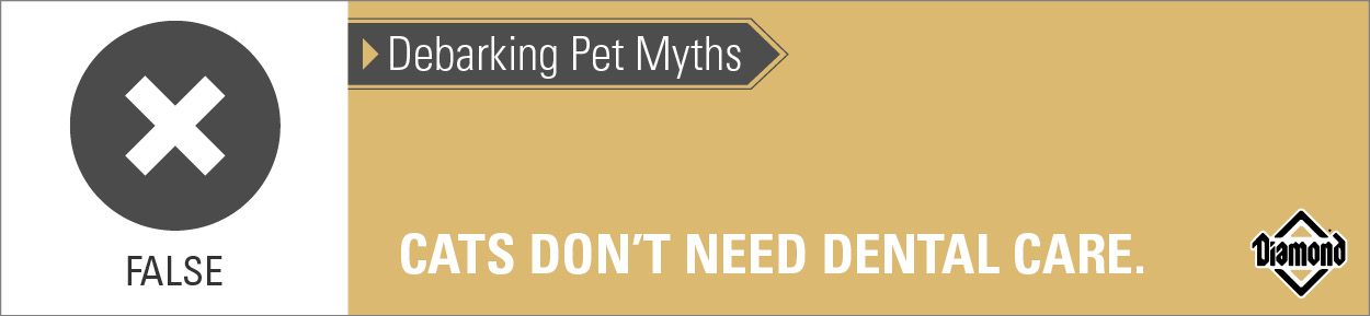 An interior graphic with text that reads, 'Debarking Pet Myths: Cats don't need dental care — False'.