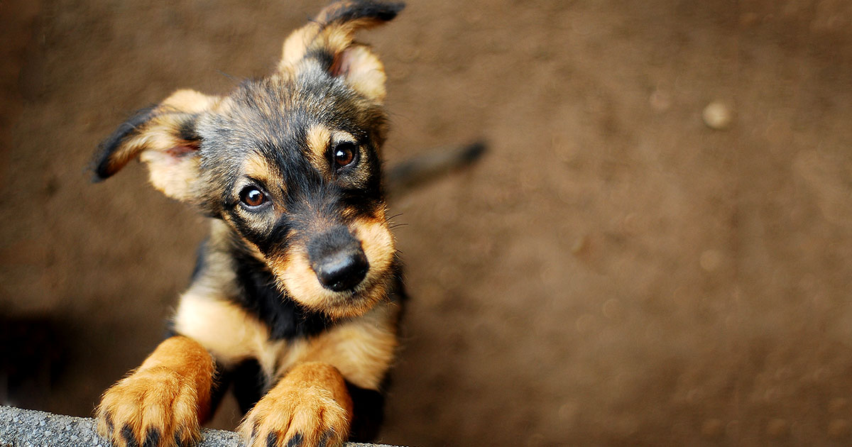 A young puppy standing with its front paws on a ledge looking into the camera.
