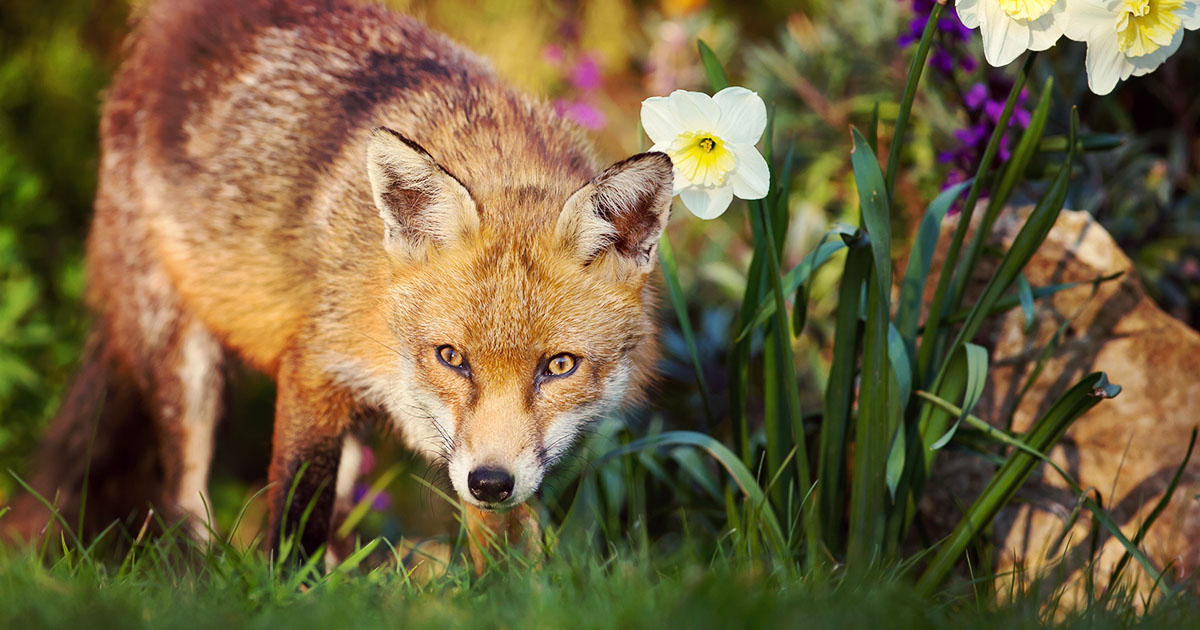 A young fox crouching in the grass next to some flowers.