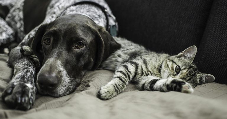 An adult dog lying on a sofa next to a cat.