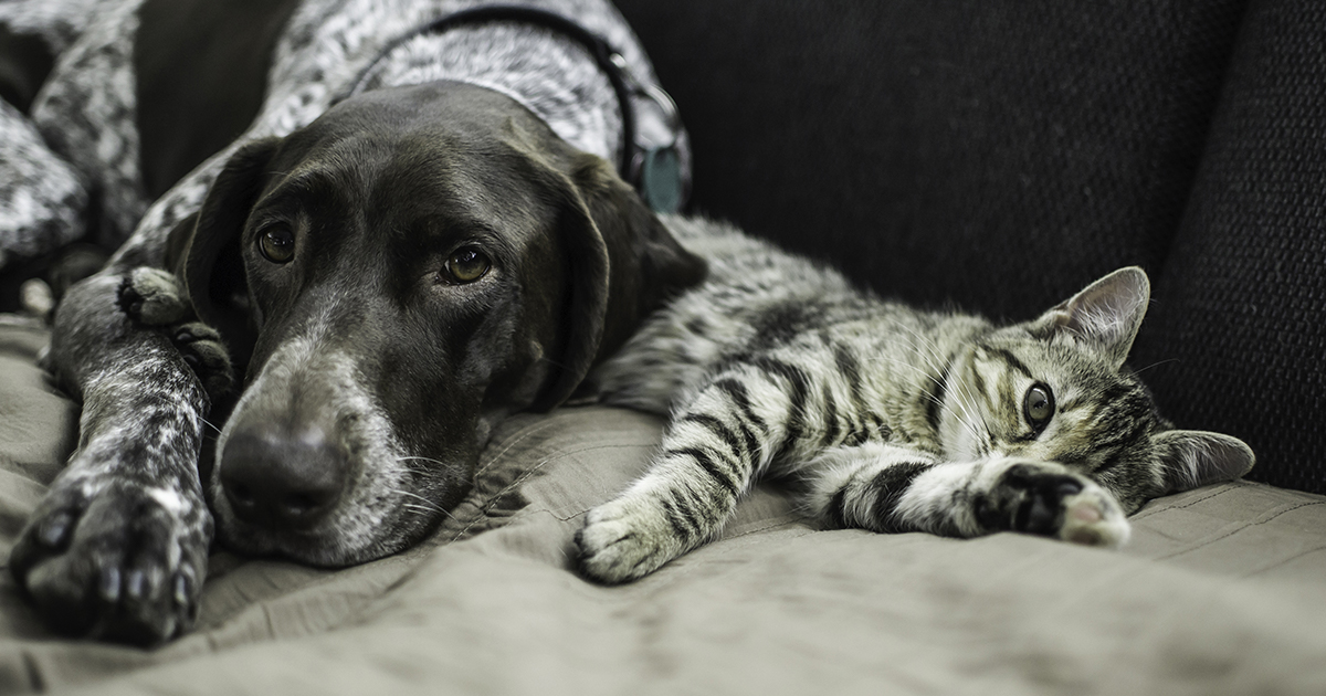 An adult dog lying on a sofa next to a cat.