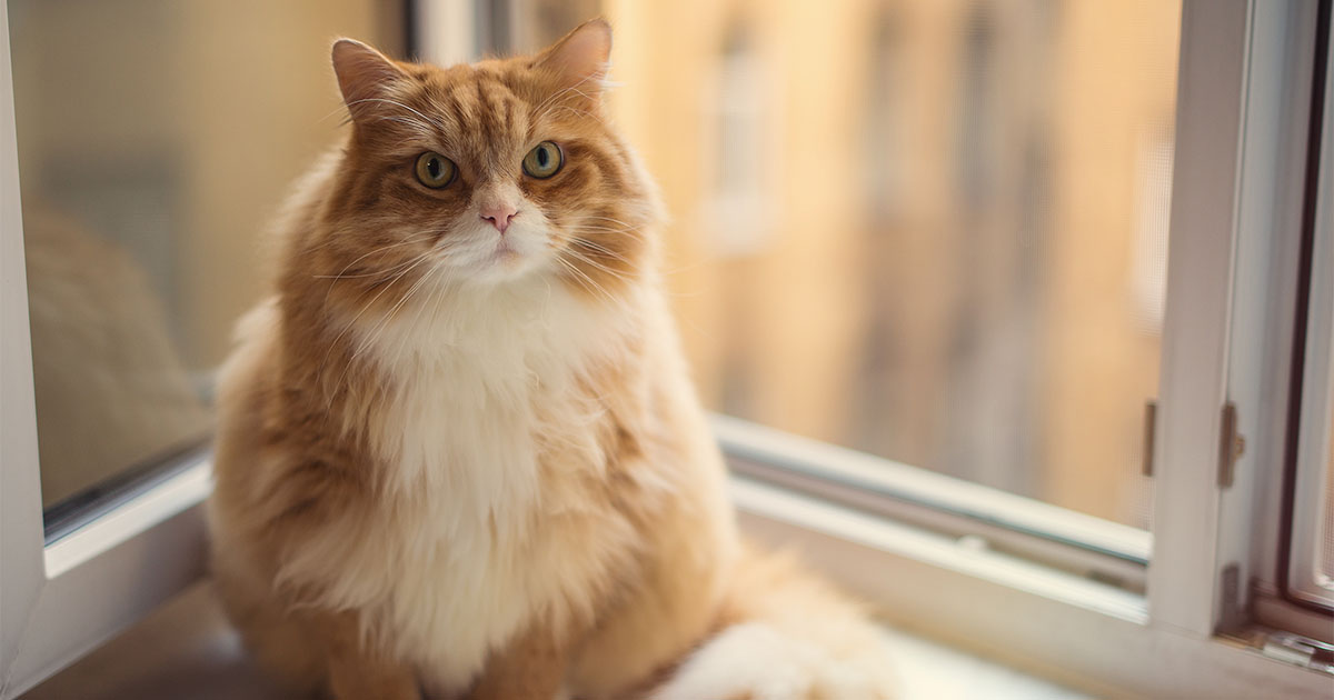 Cat Sitting Next to Window Graphic | Diamond Pet Foods