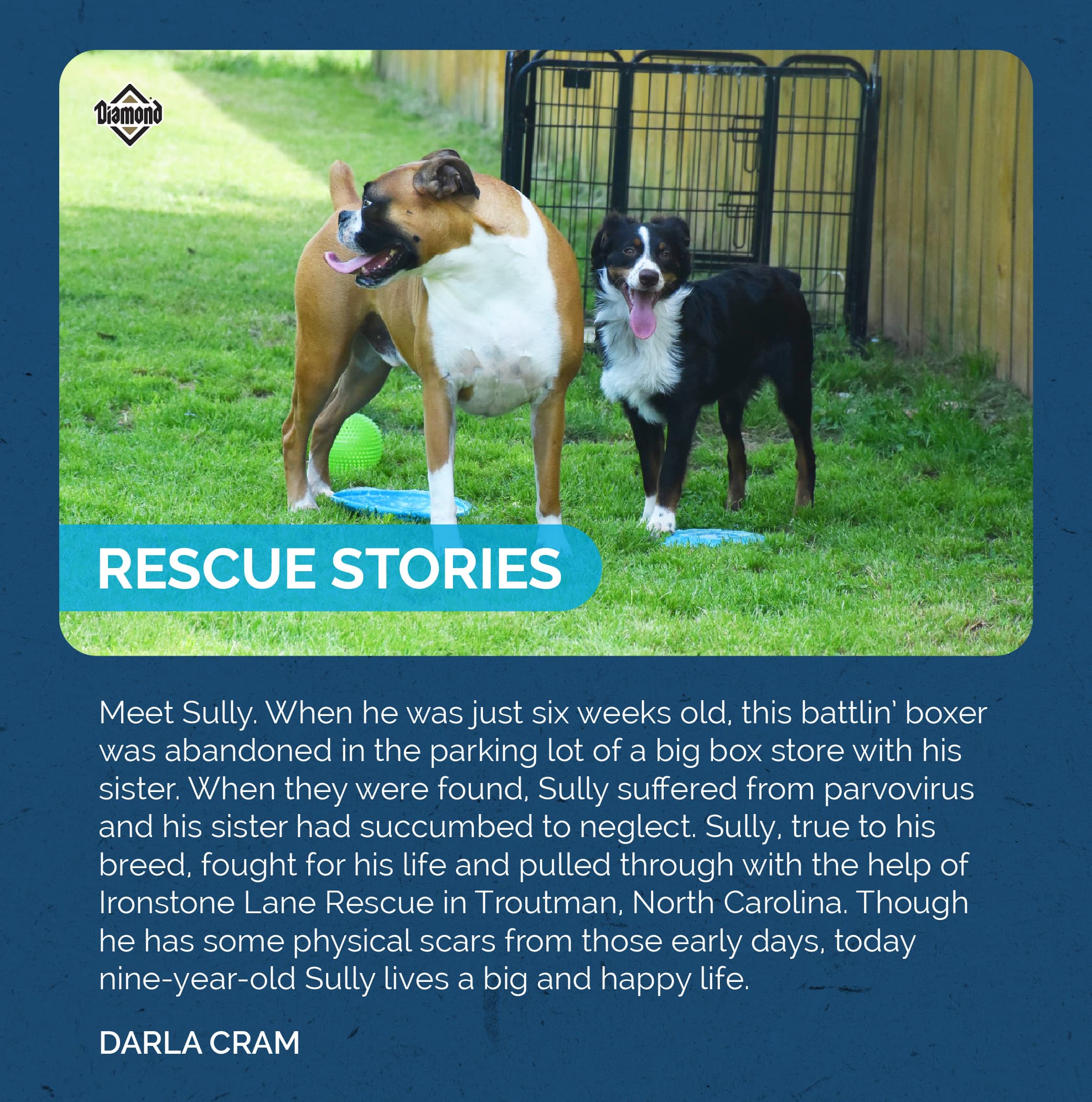An interior graphic detailing a story about a rescue dog named Sully.
