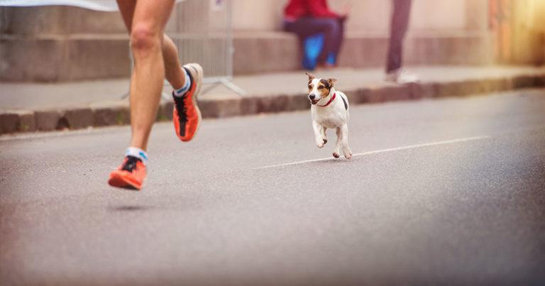 A small dog running alongside a jogger in the street.