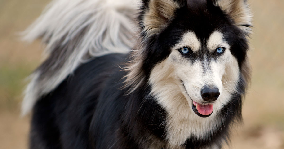 Black-and-White Dog Smiling | Diamond Pet Foods