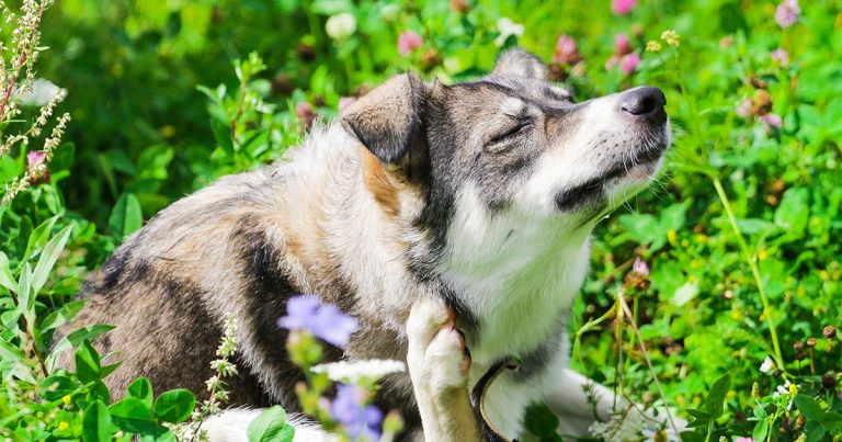 Dog Sitting in Weeds Scratching Graphic | Diamond Pet Foods