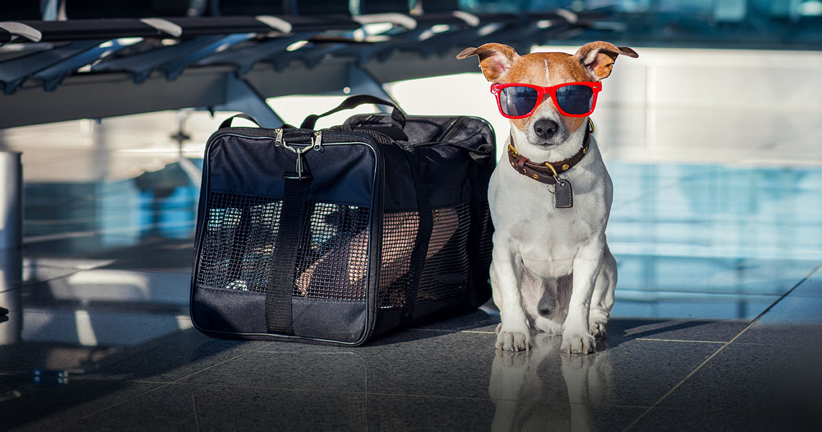 Dog in Sunglasses Next to Luggage | Diamond Pet Foods