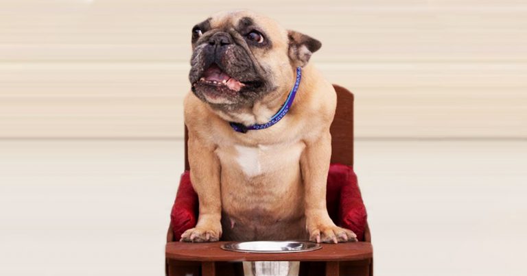 A French bulldog named Smurf waiting on food to be put into a metal bowl before eating.
