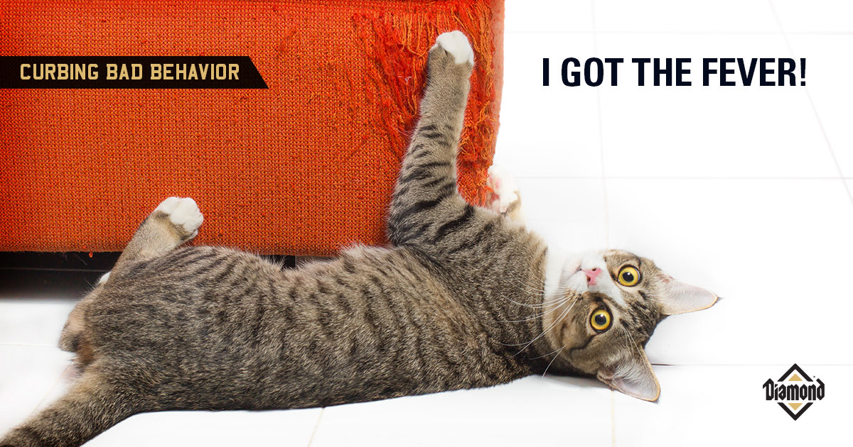 Cooling Your Cat s Fever To Scratch Diamond Diamond