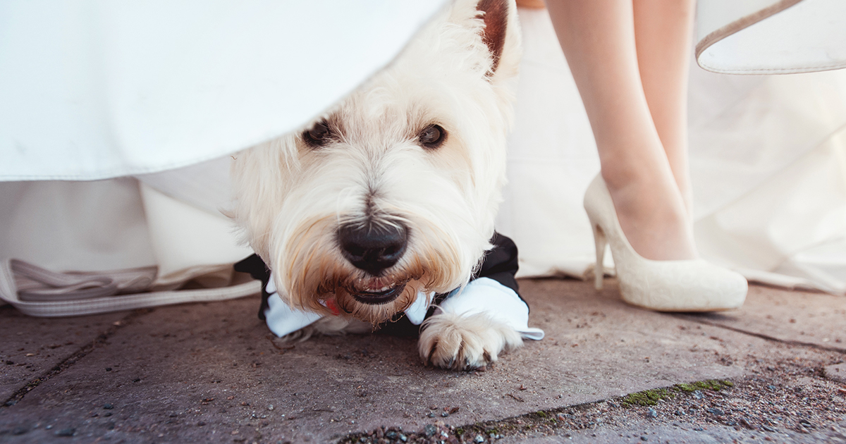 Dog in Mini-Tuxedo Next to Bride Graphic | Diamond Pet Foods