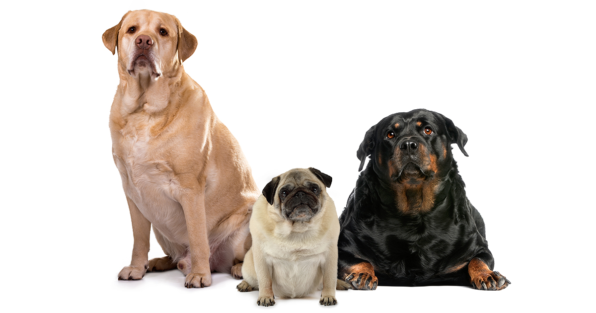 Three Obese Dogs Graphic | Diamond CARE