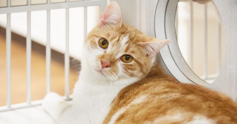 An orange and white tabby cat sitting in a crate at a shelter.