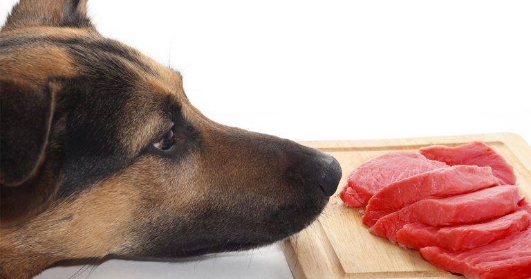 A close-up of a dog staring at several cuts of raw meat on a cutting board.