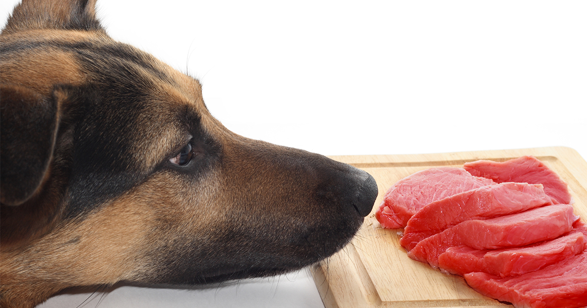 Dog Looking at Meat on Cutting Board Graphic | Diamond CARE