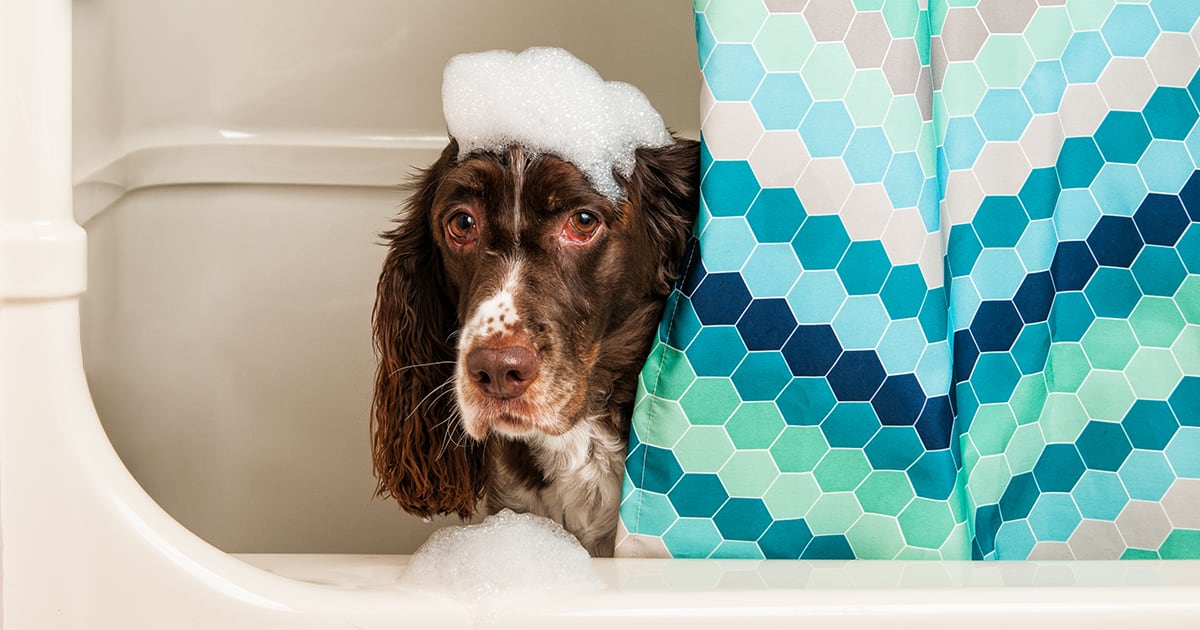 Dog Getting a Bath in Tub | Diamond Pet Foods