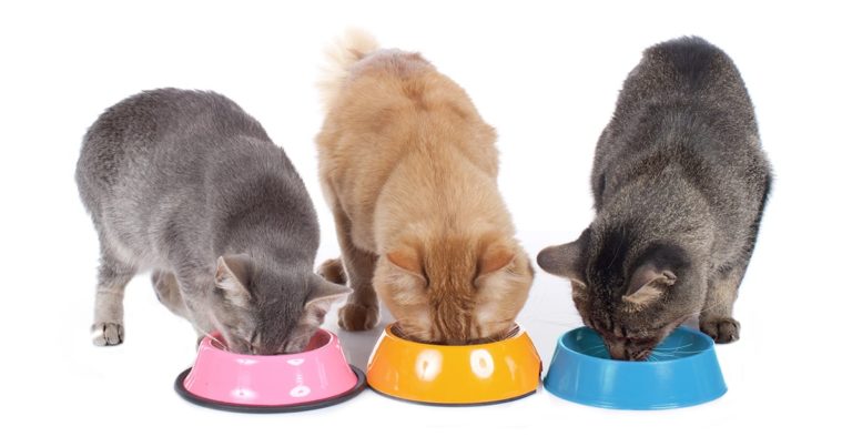 Three cats eating food out of separate bowls on the floor.