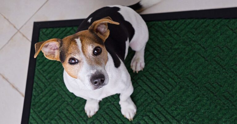 A black, white and tan dog sitting on a rug on the floor looking up.