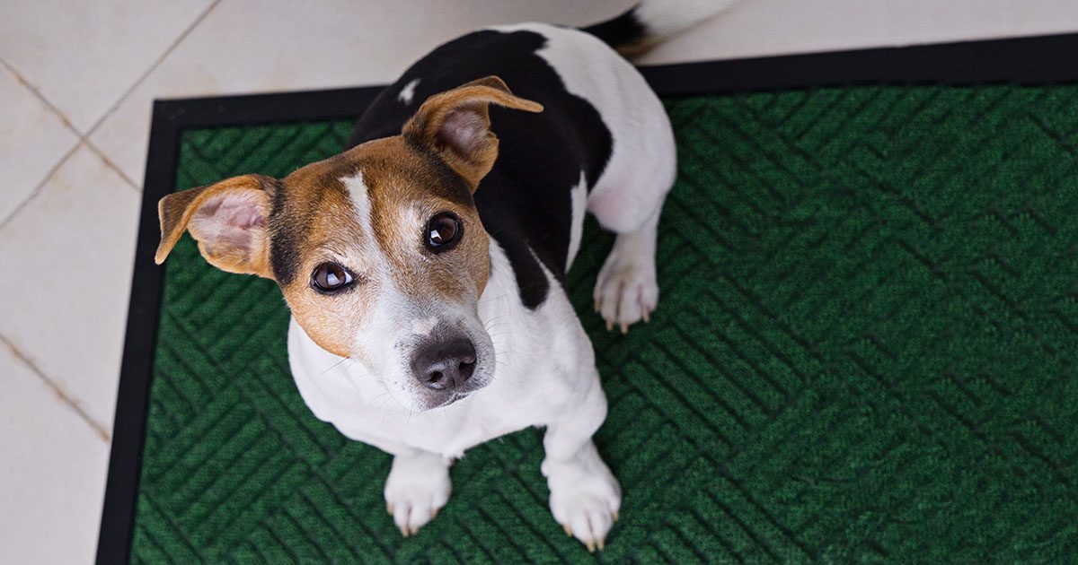 A black, white and tan dog sitting on a rug on the floor looking up.