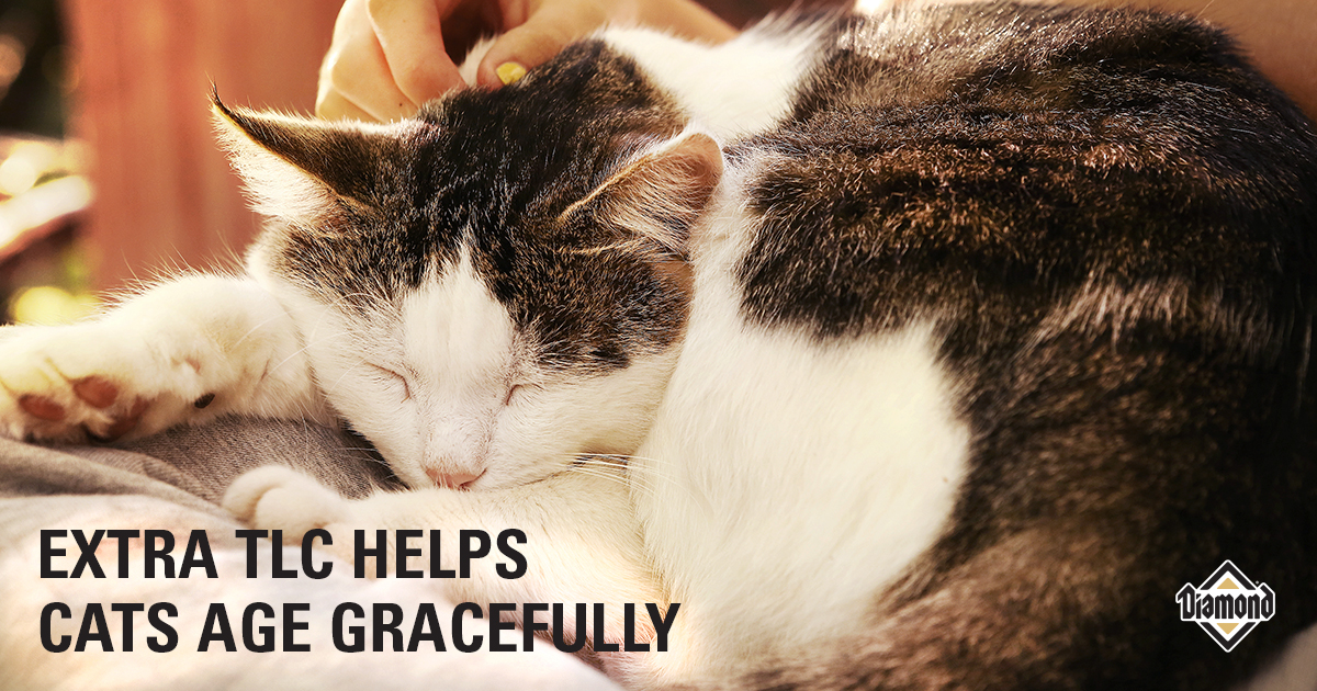 Tips For Keeping Your Senior Cat Healthy Diamond