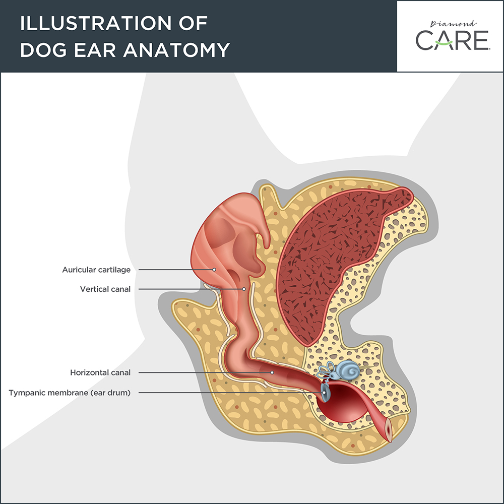 Illustration of Dog Ear Anatomy | Diamond Care Pet Food