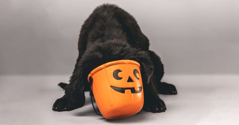 Black Puppy Dog Looking for Treats in Halloween Bucket | Diamond Pet Foods