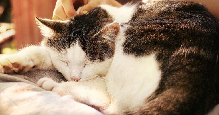 A white and black senior cat sleeping on a blanket.