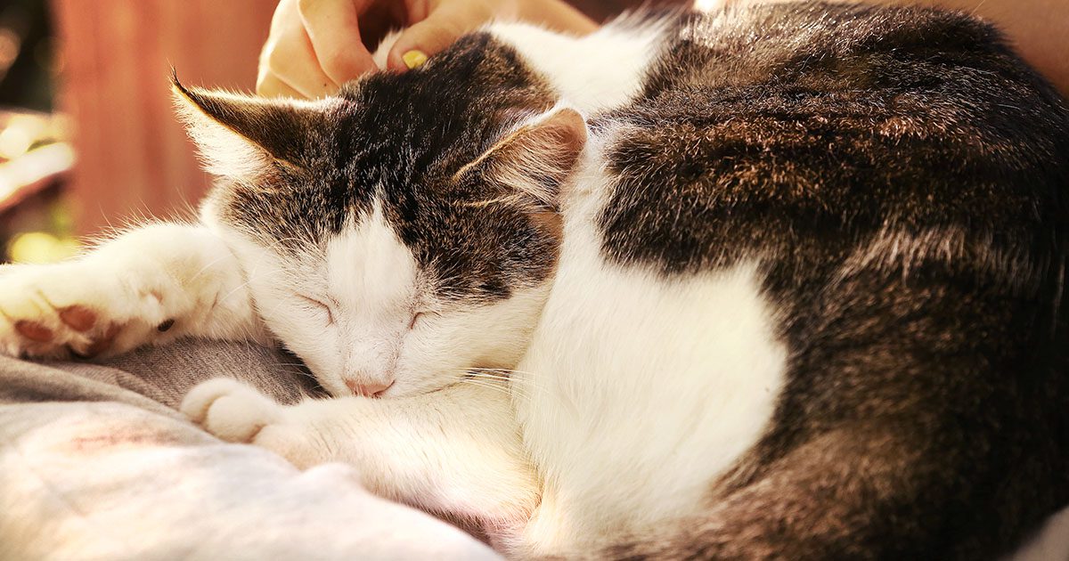 A white and black senior cat sleeping on a blanket.