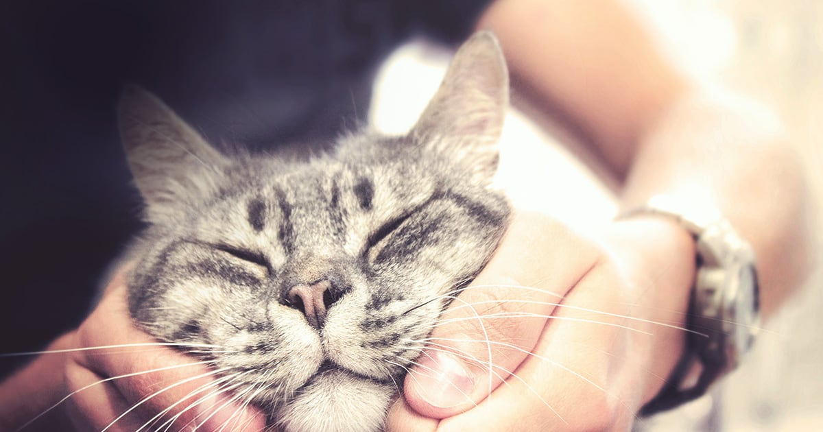 A close-up of an owner holding his cat's face in his hands.