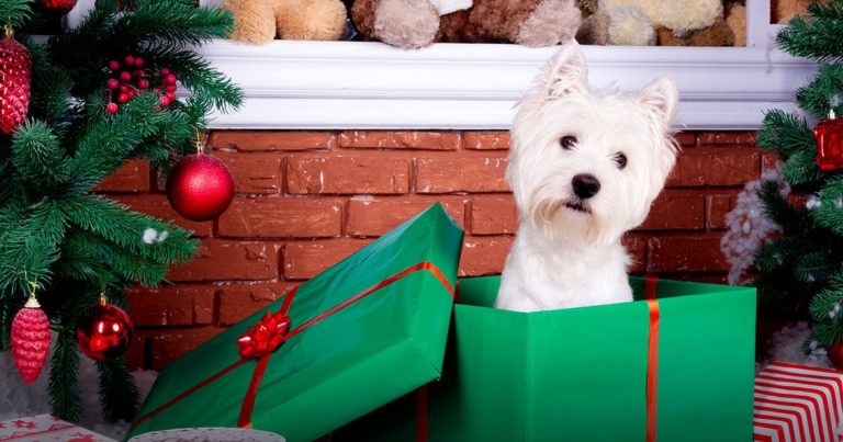West Highland White Terrier Dog Inside a Christmas Gift Box | Diamond Pet Foods