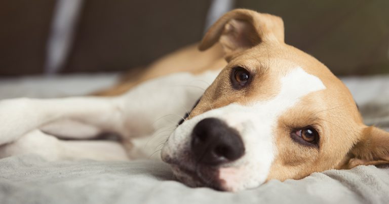 A dog lying down. | Diamond CARE