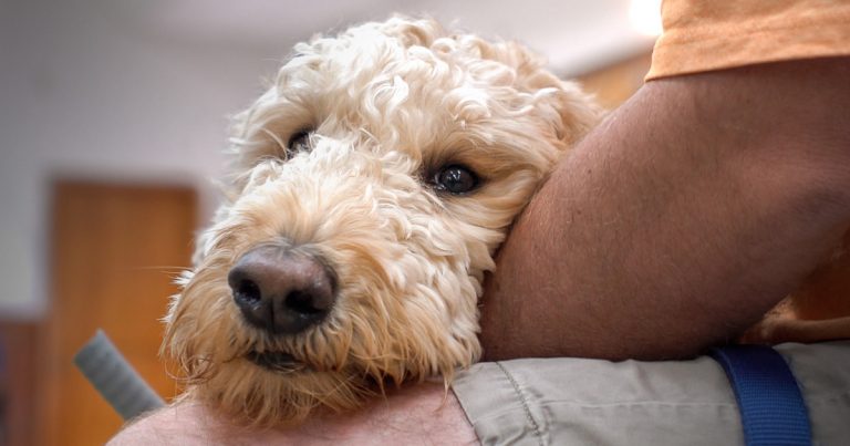 A service dog lying its head in the lap of its owner.