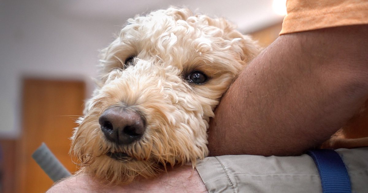 A service dog lying its head in the lap of its owner.