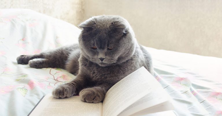 A gray cat lying on a bed looking at an open book.