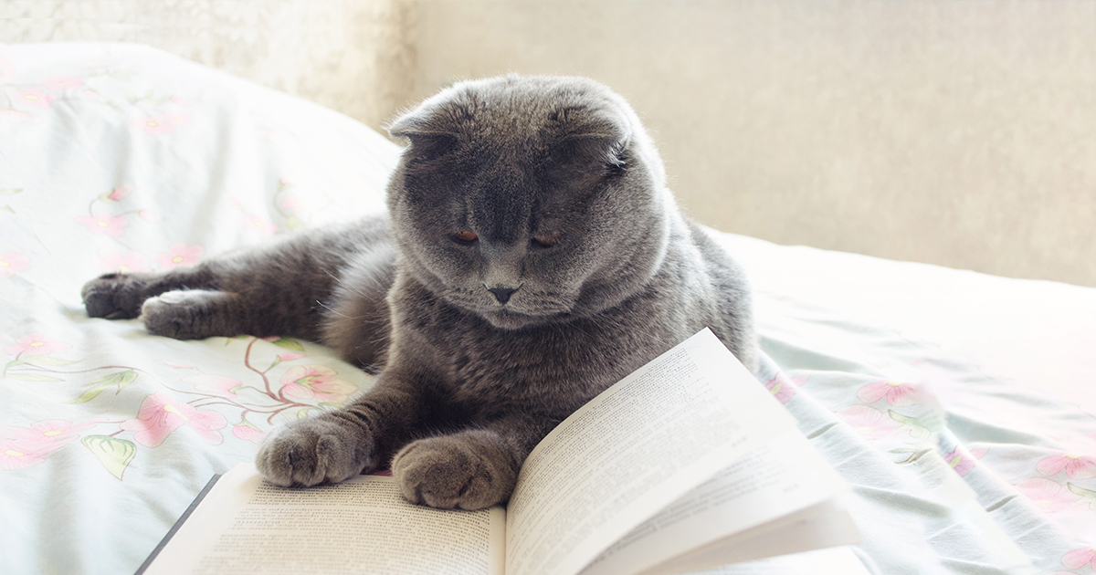 A gray cat lying on a bed looking at an open book.