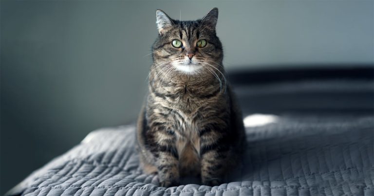 An overweight cat sitting on a bed.