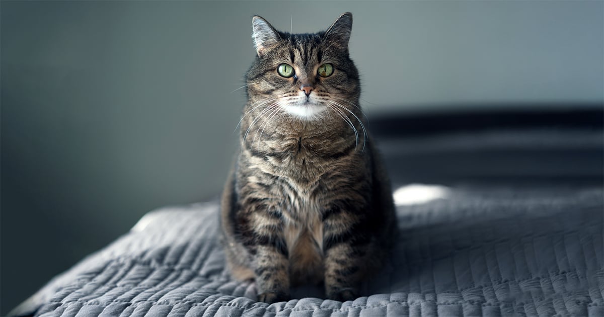 Overweight Cat | Diamond Care Pet Foods