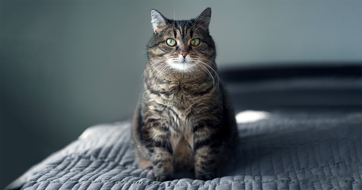 An overweight cat sitting on a bed.