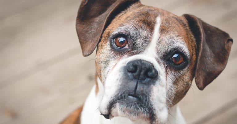 A close-up of an older boxer with gray hair around its eyes.
