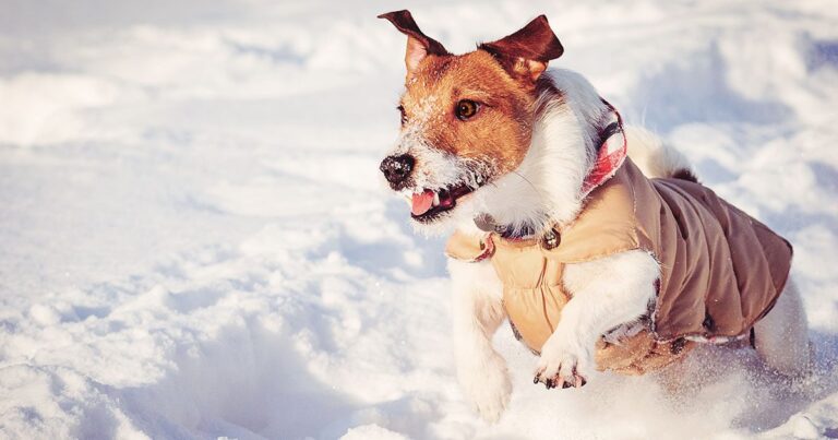 A close-up of a brown and white dog wearing a tan dog jacket while running through deep snow.